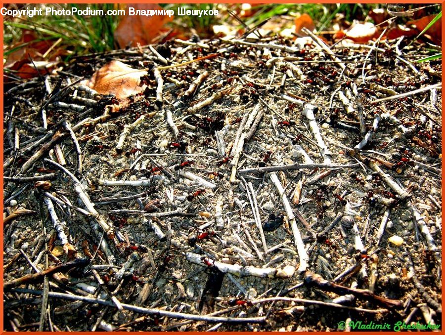 Ground, Soil, Agaric, Amanita, Fungus, Mushroom, Plant