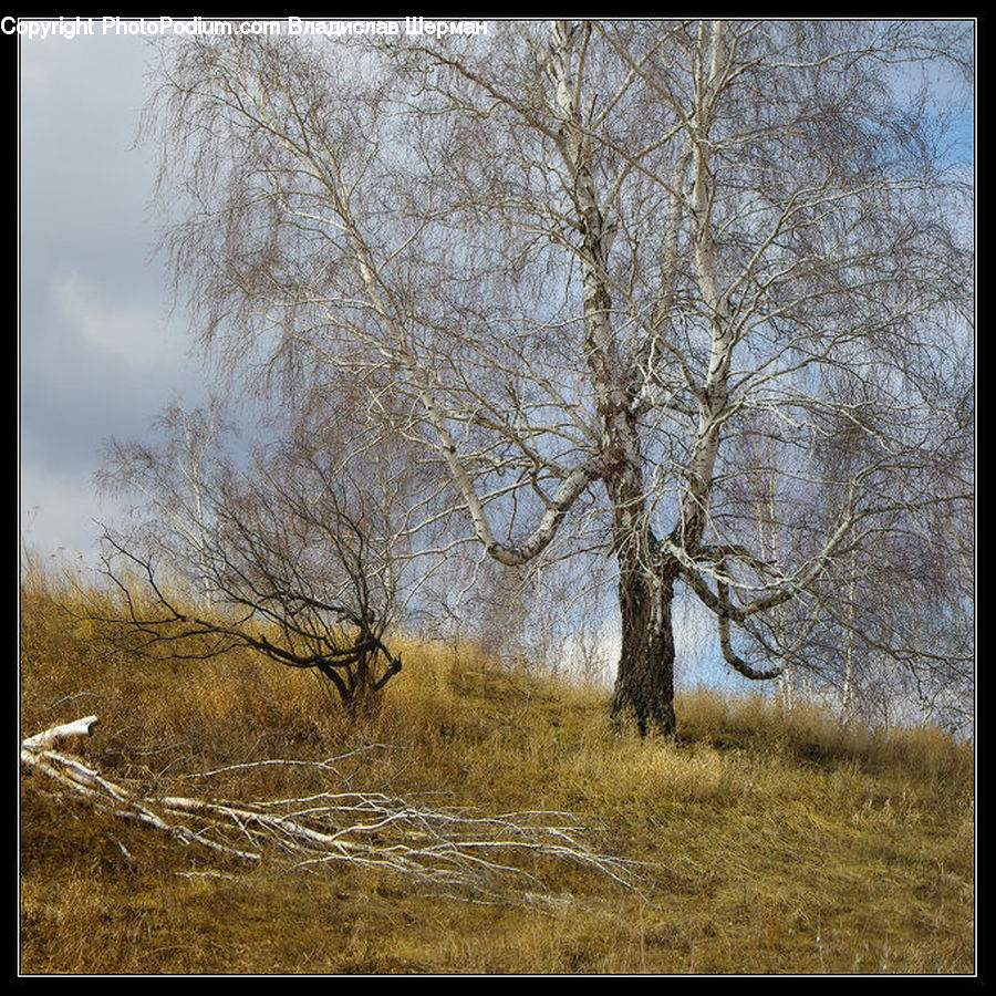 Plant, Tree, Field, Grass, Grassland, Land, Outdoors