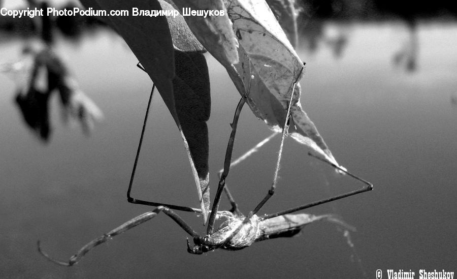 Umbrella, Hug, Kiss, Insect, Invertebrate, Mosquito, Anther