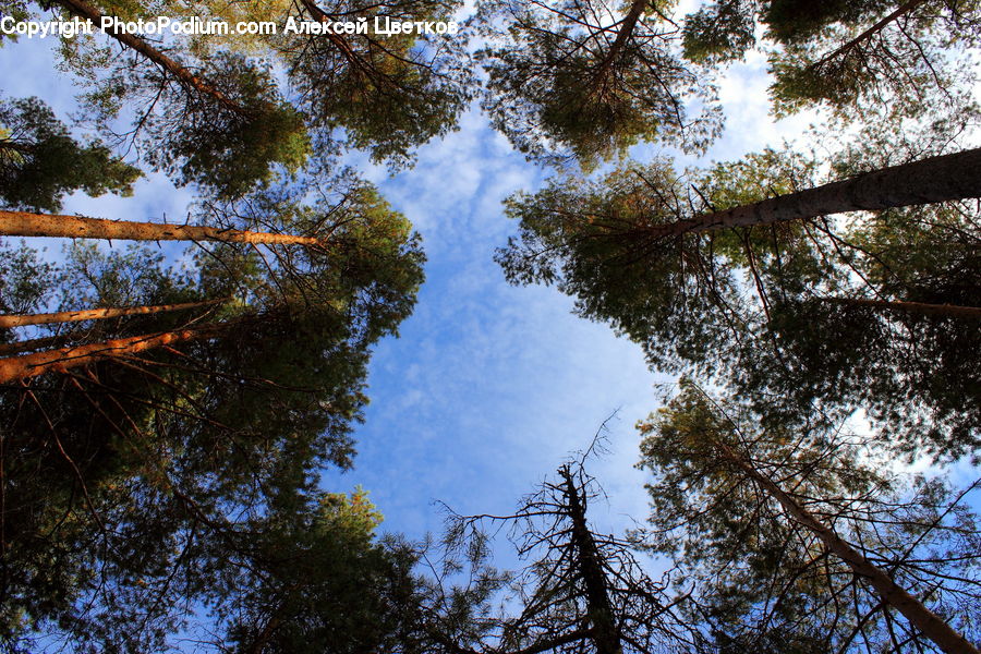 Fir, Redwood, Tree, Wood, Conifer, Plant, Forest