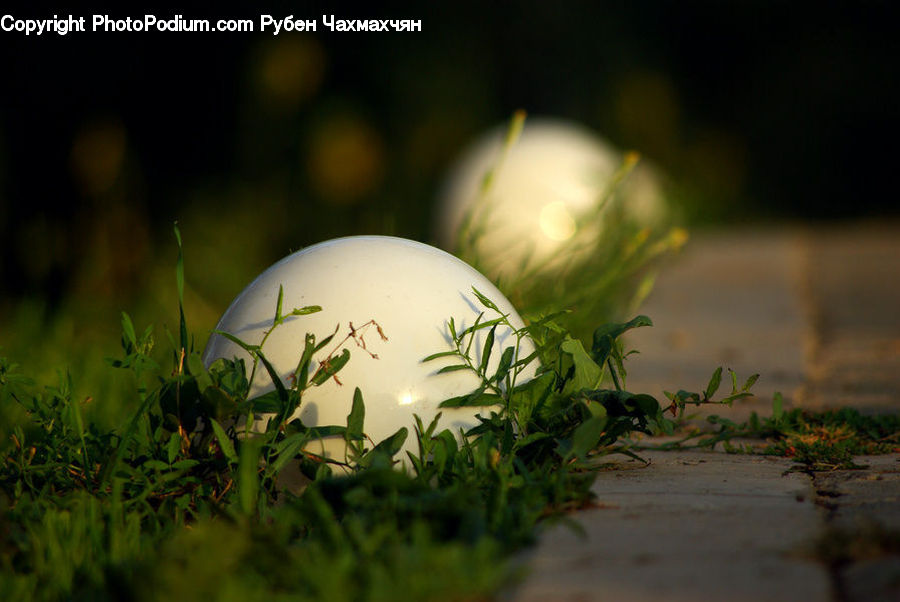Moss, Plant, Potted Plant, Sphere, Vegetation, Water, Gecko