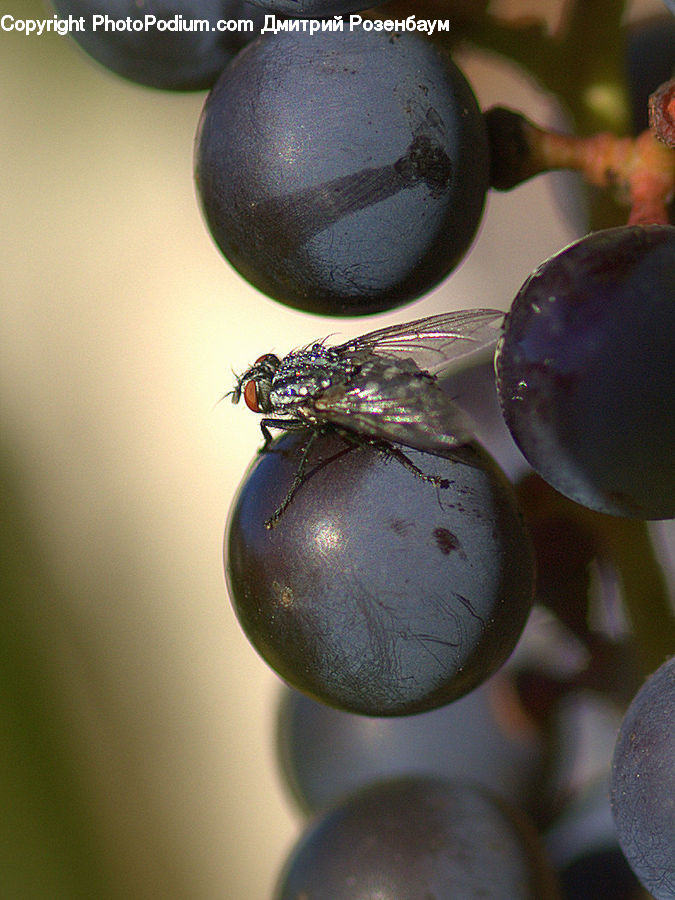 Dung Beetle, Insect, Invertebrate, Fruit, Grapes, Ball, Sphere