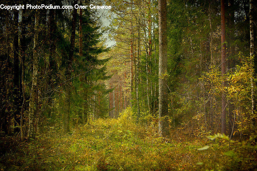 Forest, Vegetation, Fir, Redwood, Tree, Wood, Dirt Road