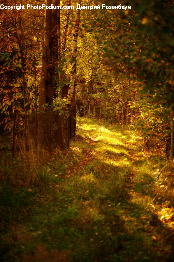 Forest, Vegetation, Path, Road, Walkway, Dirt Road, Gravel