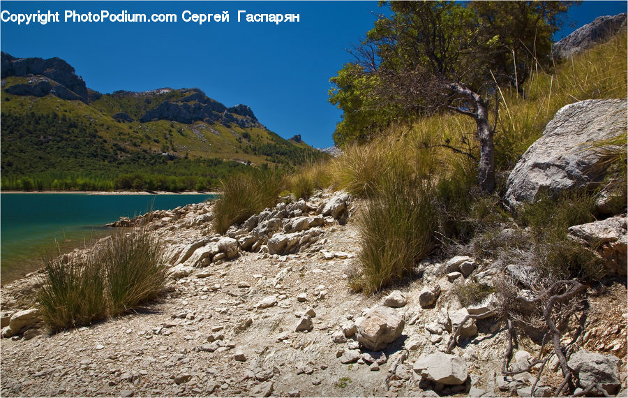 Outdoors, Wilderness, Bush, Plant, Vegetation, Rock, Creek