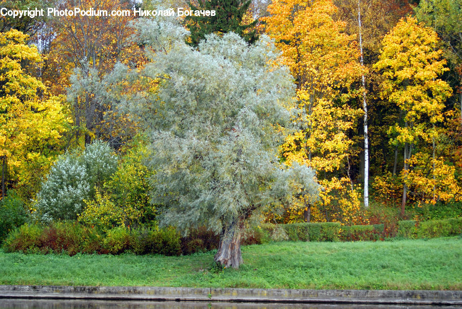Conifer, Fir, Plant, Tree, Blossom, Flora, Flower