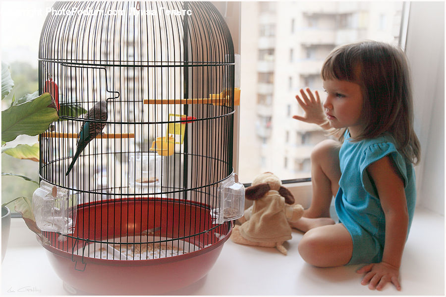 People, Person, Human, Bird, Parakeet, Parrot, Female