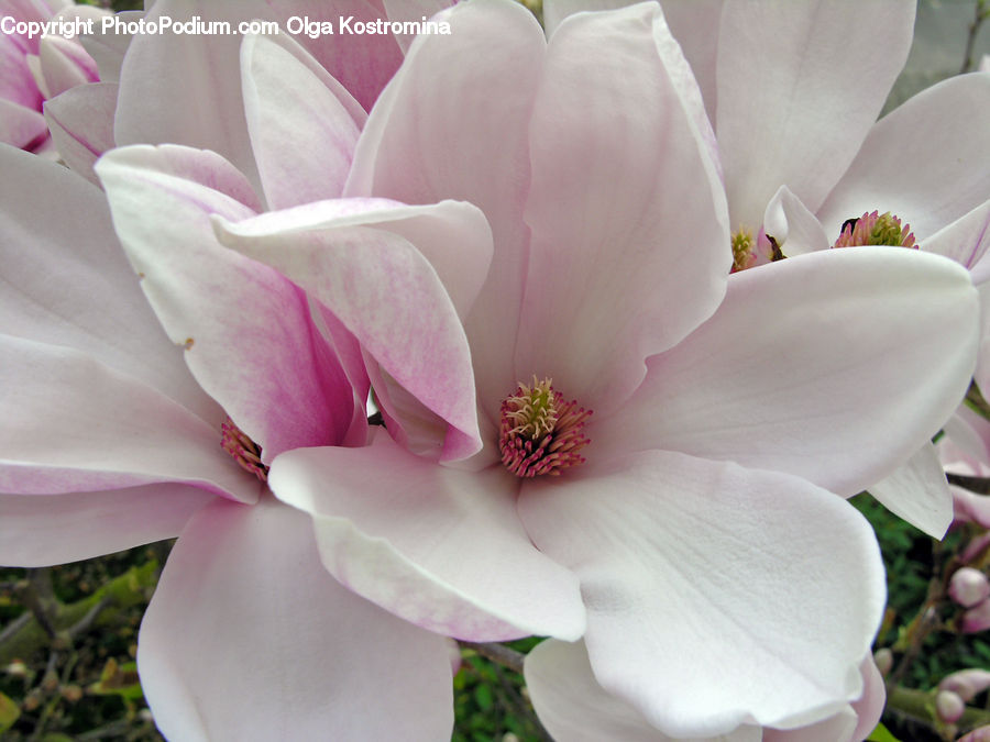 Blossom, Flora, Flower, Plant, Petal, Geranium, Dahlia