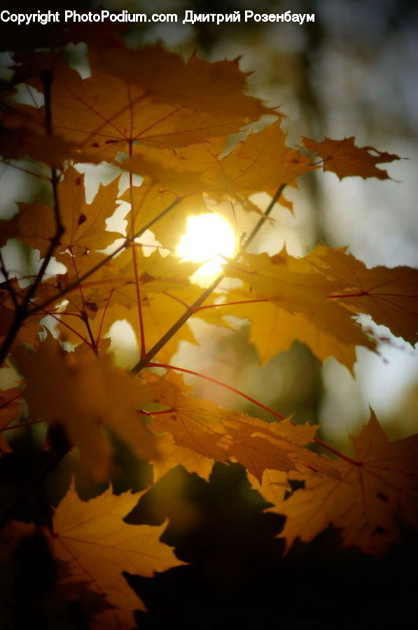 Flare, Light, Sunlight, Oak, Sycamore, Tree, Tree Trunk