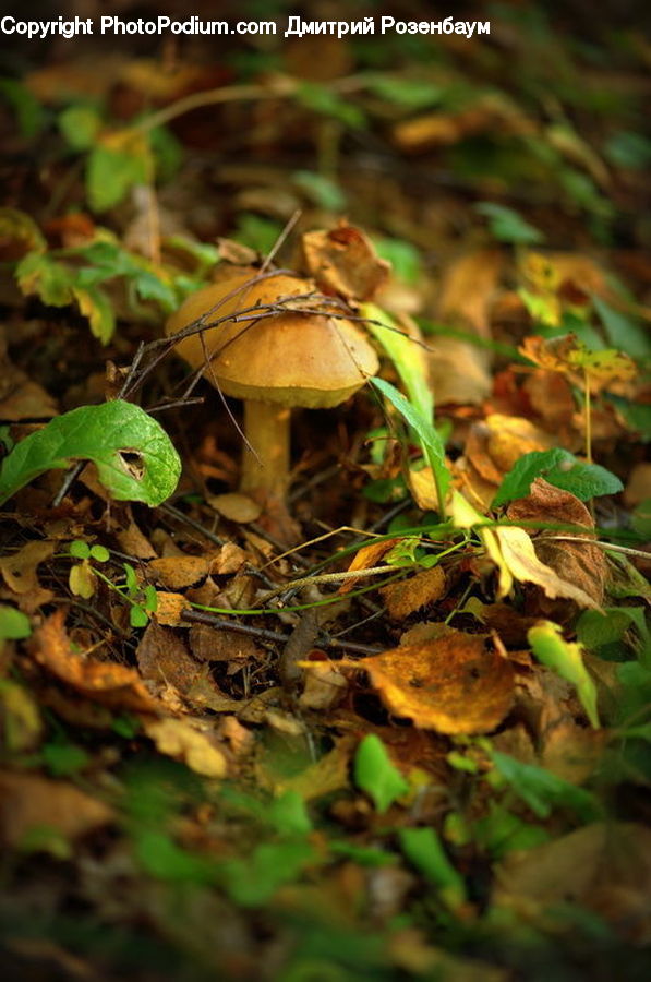 Ivy, Plant, Vine, Agaric, Amanita, Fungus, Mushroom