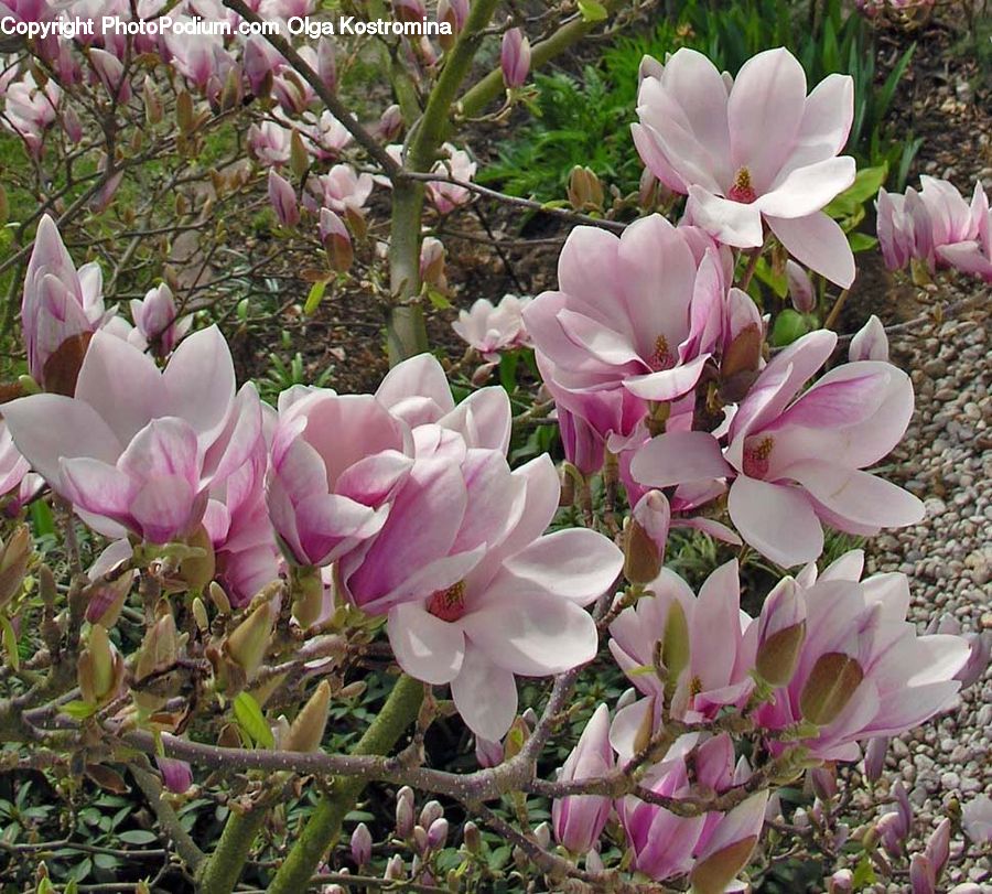 Blossom, Flora, Flower, Plant, Crocus, Tulip, Geranium