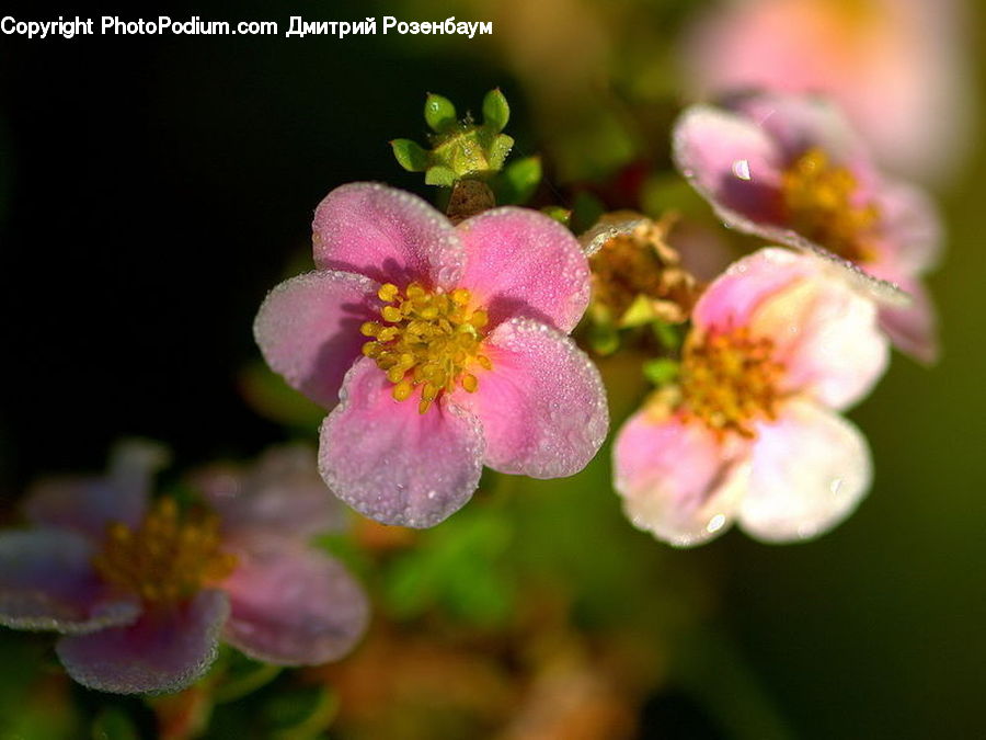 Blossom, Flora, Flower, Plant, Peony, Pollen, Cherry Blossom