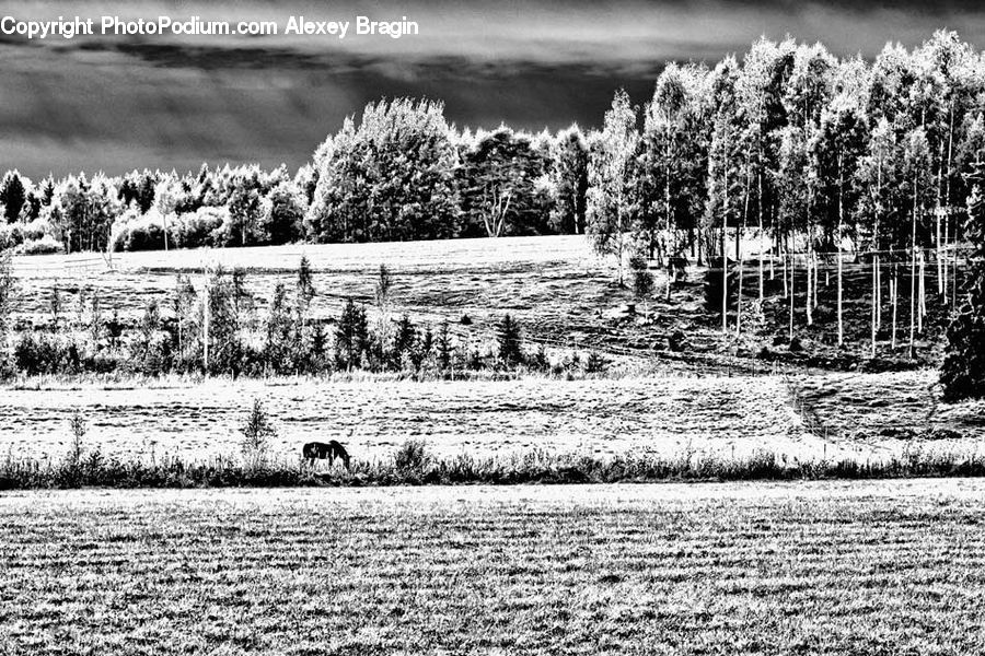 Forest, Vegetation, Countryside, Farm, Field, Outdoors, Grove