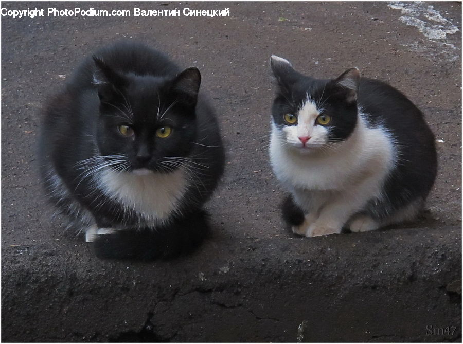 Animal, Cat, Mammal, Manx, Pet, Kitten, Adorable