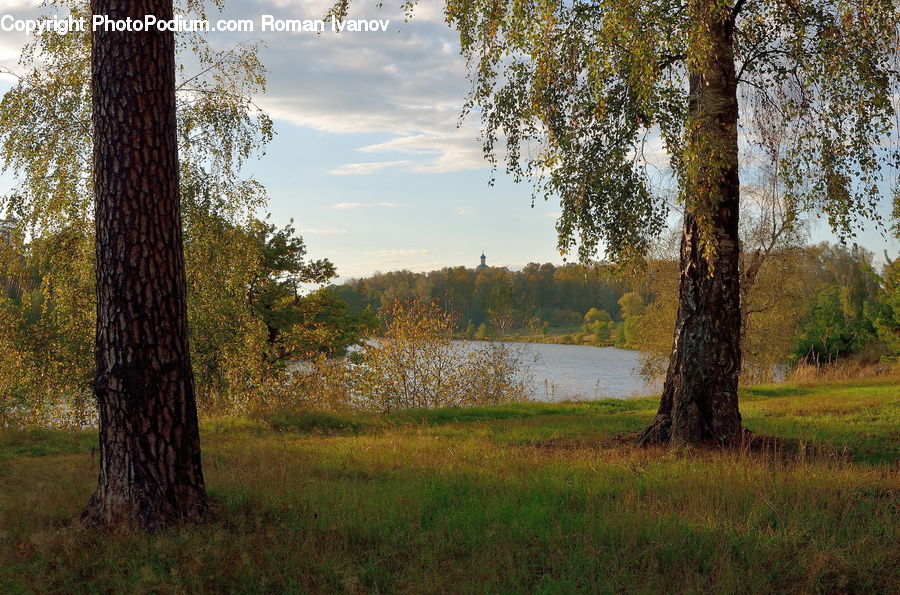 Field, Grass, Grassland, Land, Outdoors, Plant, Conifer