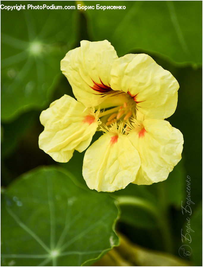 Flora, Flower, Hibiscus, Plant, Poppy, Blossom, Geranium
