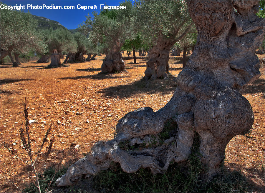 People, Person, Human, Oak, Tree, Wood, Plant