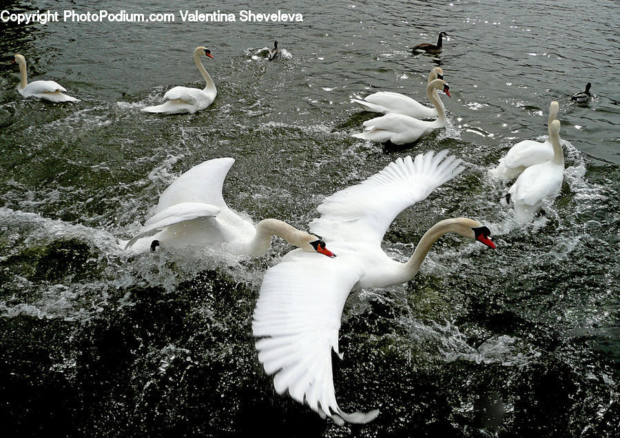 Bird, Swan, Waterfowl, Booby, Goose, Beak