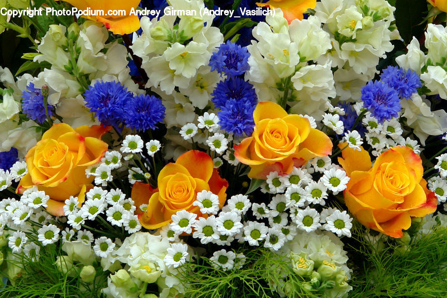 Blossom, Flower, Plant, Rose, Flower Arrangement, Flower Bouquet, Potted Plant