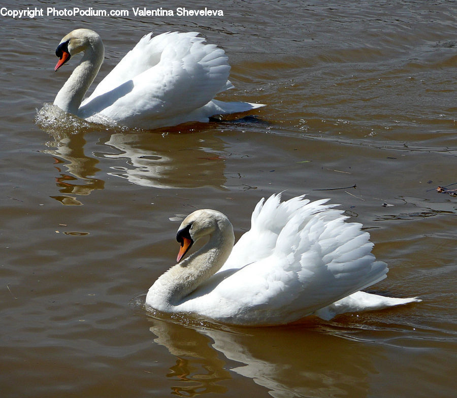 Bird, Swan, Waterfowl, Beak, Goose, Duck, Teal