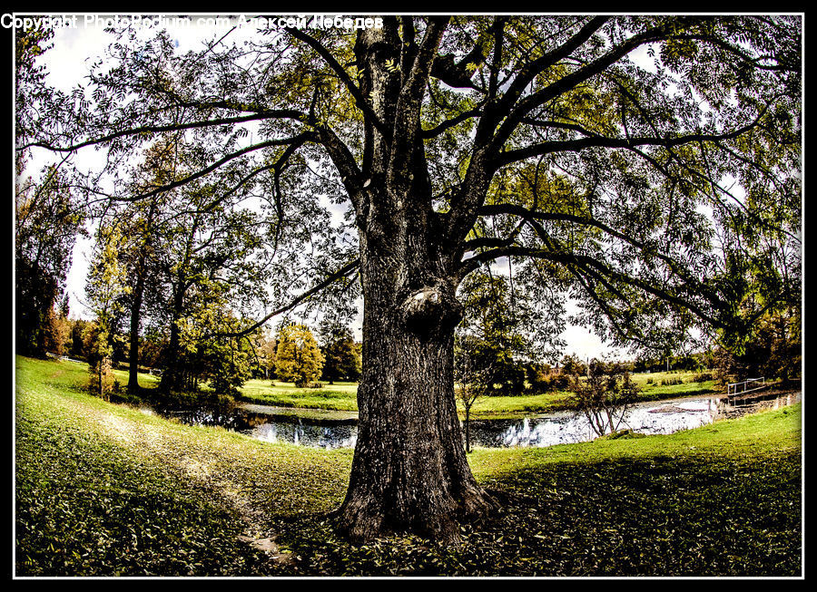 Oak, Tree, Wood, Plant, Conifer, Fir, Blossom