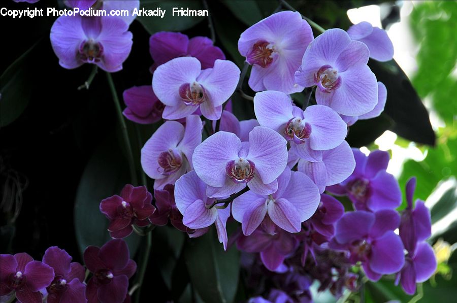 Blossom, Flora, Flower, Orchid, Plant, Geranium, Violet