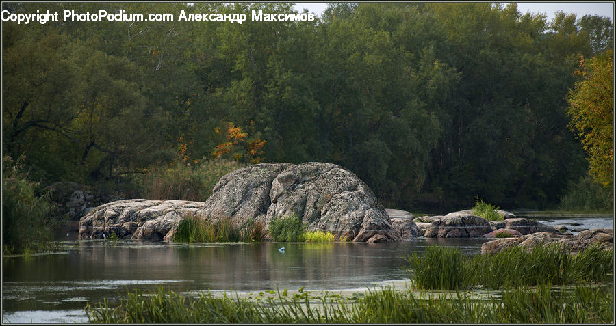 Alligator, Crocodile, Reptile, Plant, Vegetation, Conifer, Fir