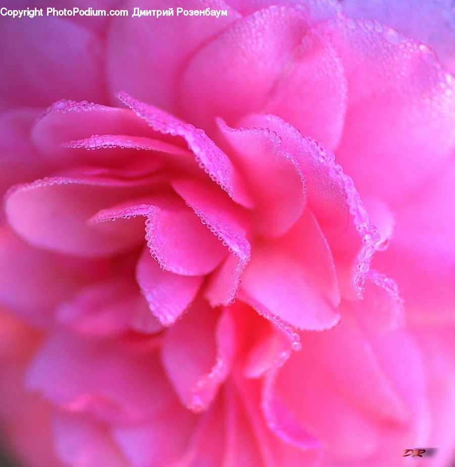 Blossom, Carnation, Flower, Plant, Flora, Peony, Asteraceae