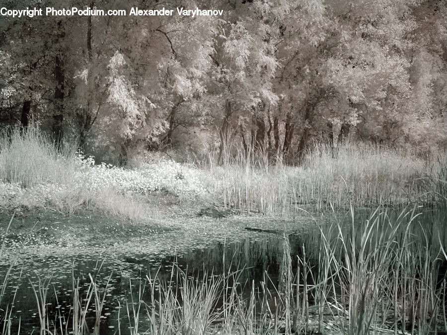 Grass, Plant, Reed, Forest, Vegetation, Blossom, Flora