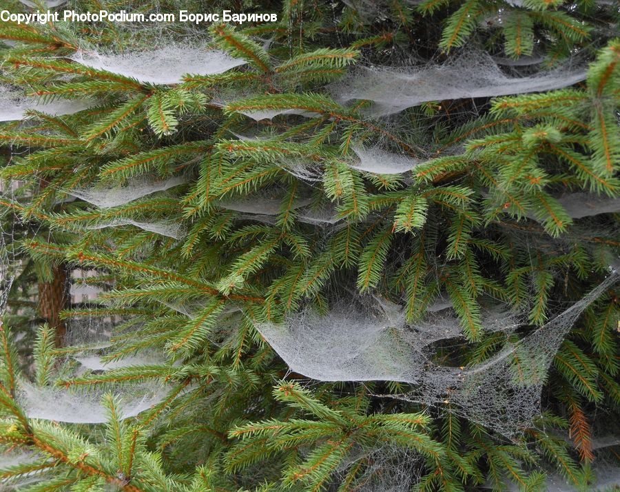 Conifer, Fir, Spruce, Wood, Plant, Potted Plant, Fern