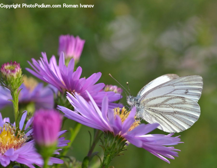 Aster, Blossom, Flower, Plant, Crocus, Flora, Thistle