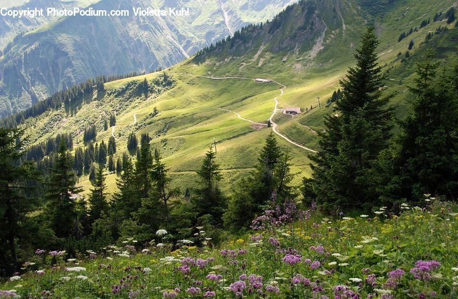 Crest, Mountain, Outdoors, Peak, Valley, Field, Grass