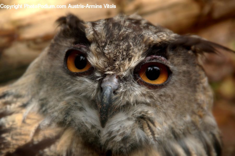 Bird, Owl, Wildlife, Beak, Buzzard, Harrier, Hawk