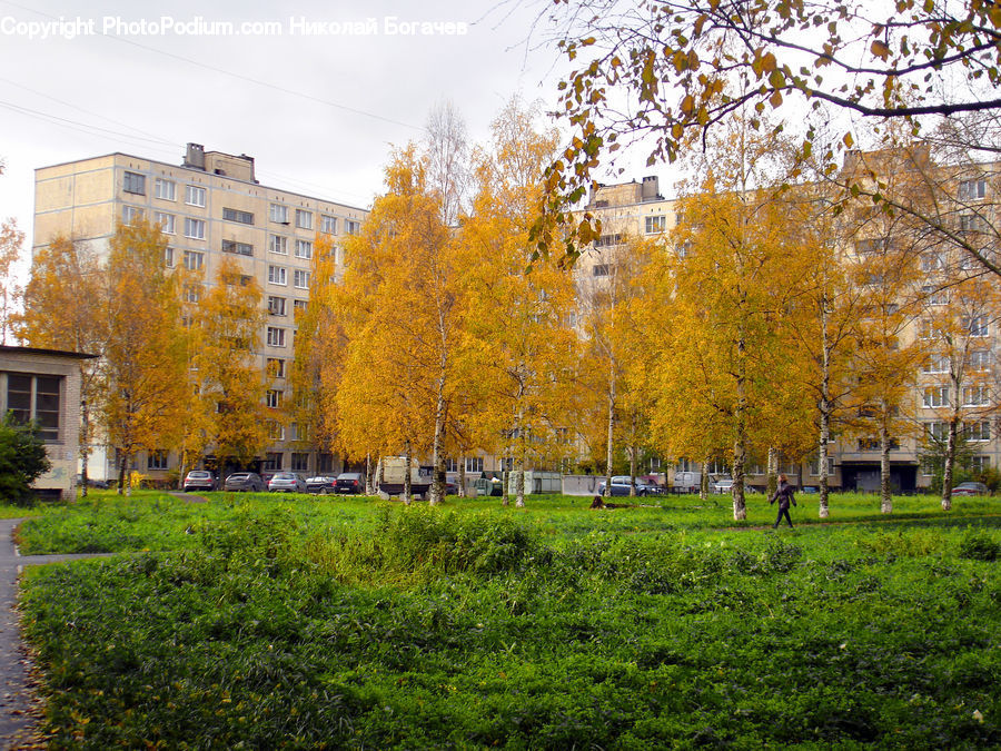 Campus, Birch, Tree, Wood, Park, Field, Grass