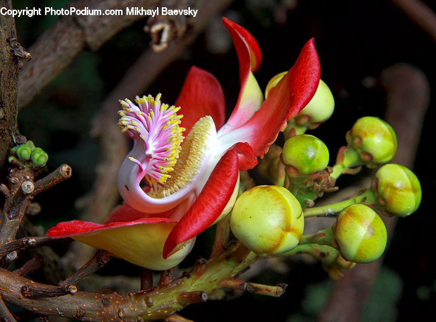 Acorn, Plant, Seed, Flora, Pollen, Blossom, Flower