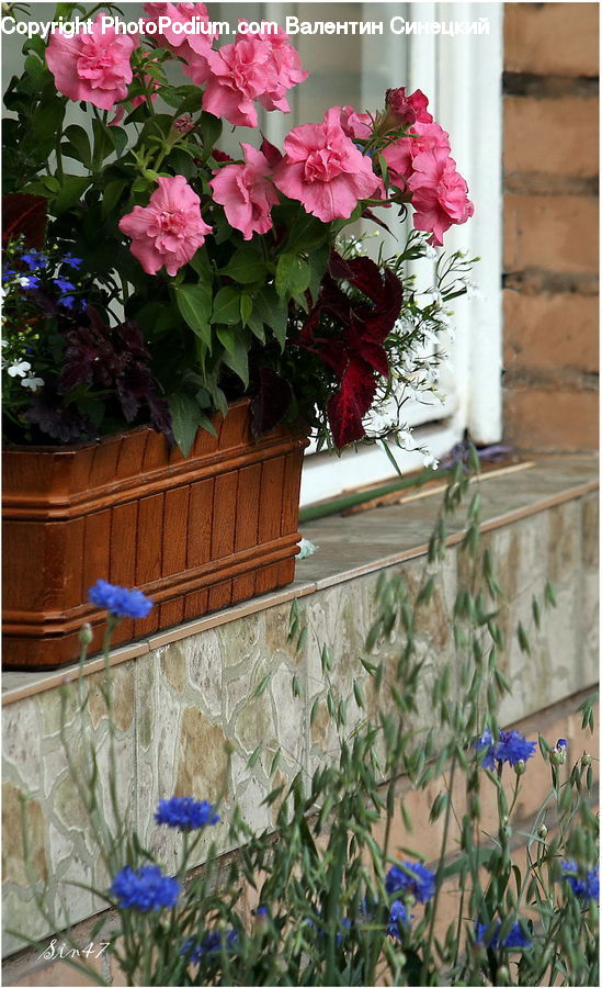 Plant, Potted Plant, Blossom, Flora, Flower, Geranium, Jar