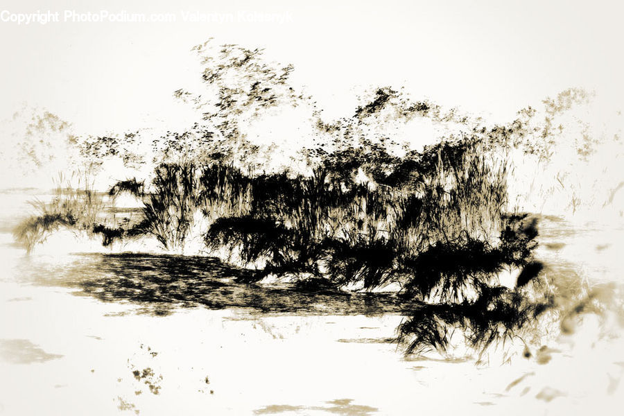 Conifer, Fir, Plant, Tree, Art, Modern Art, Bush