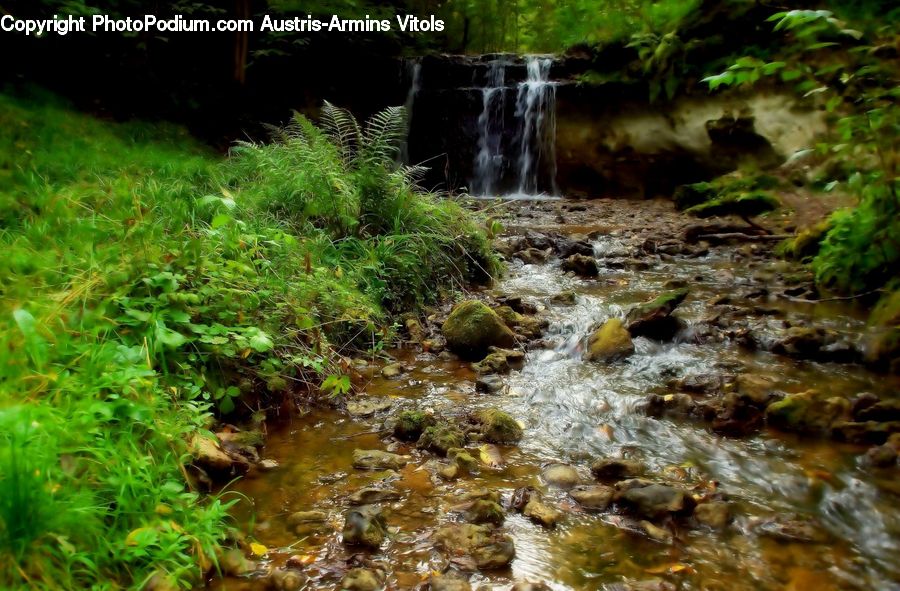 Creek, Outdoors, River, Water, Algae, Forest, Jungle