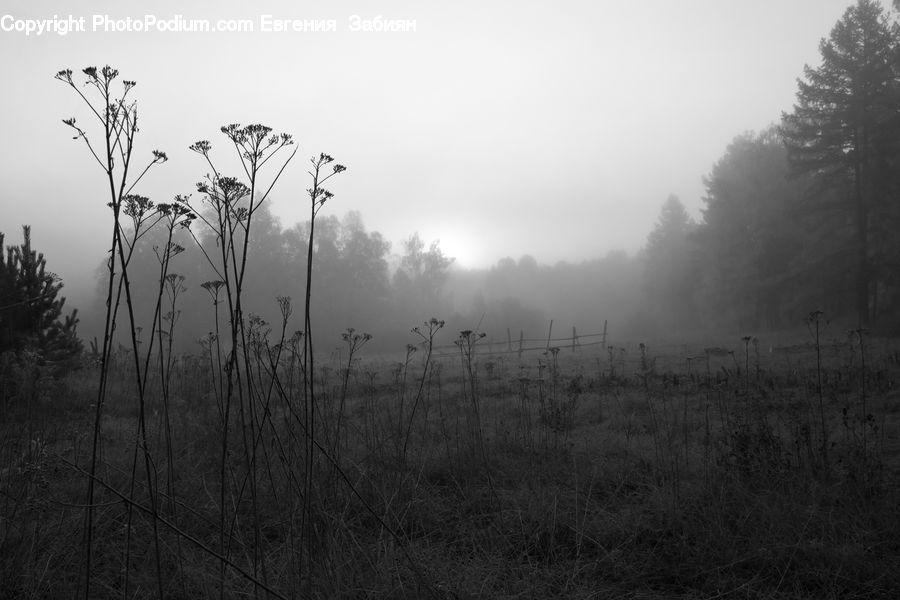 Grass, Plant, Reed, Countryside, Outdoors, Forest, Vegetation