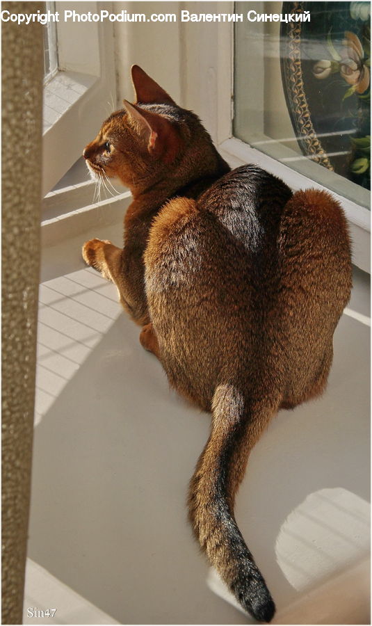 Abyssinian, Animal, Cat, Mammal, Pet, Glass