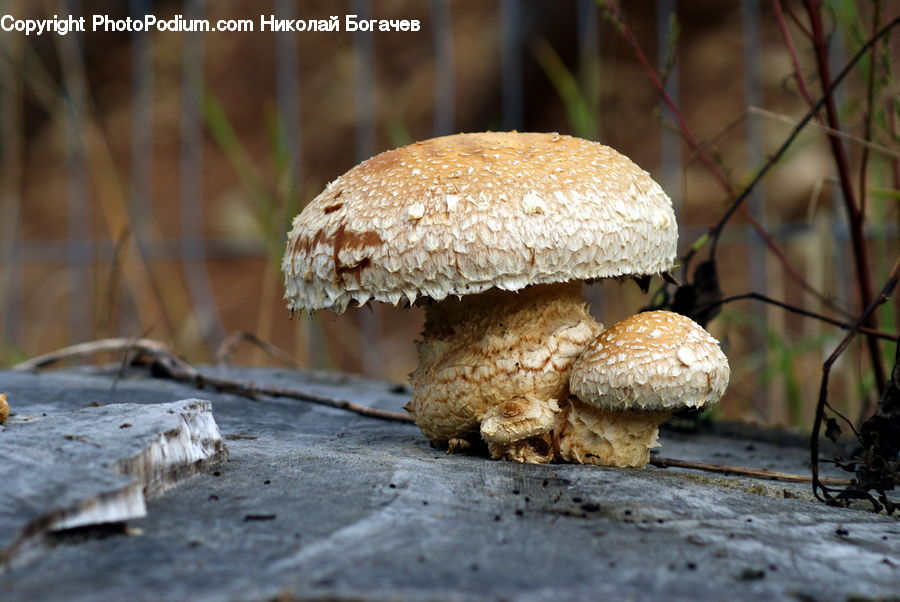 Agaric, Amanita, Fungus, Mushroom, Plant