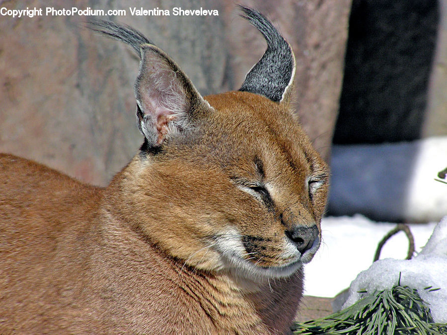 Animal, Cougar, Lion, Puma, Abyssinian, Cat, Mammal