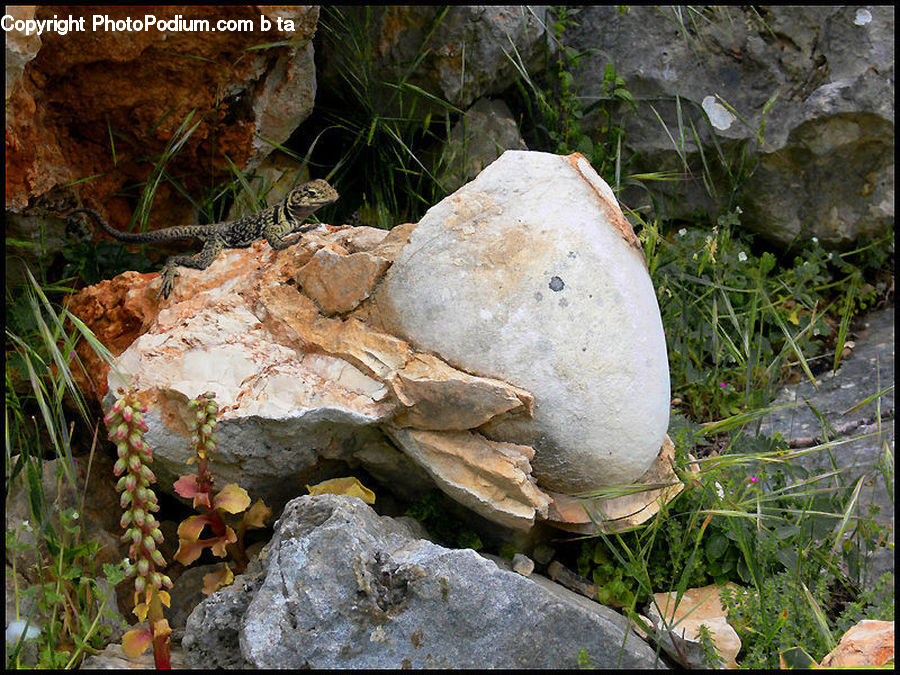 Agaric, Amanita, Fungus, Mushroom, Plant, Potted Plant, Vine