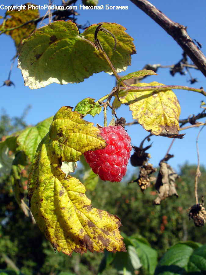 Fruit, Raspberry, Grapes, Plant, Vine, Conifer, Fir
