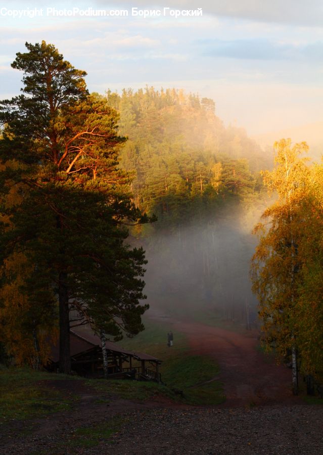 Dawn, Dusk, Sky, Sunrise, Sunset, Plant, Tree