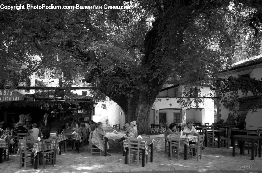 Plant, Potted Plant, Bench, Cafeteria, Restaurant, Cafe, Food Court