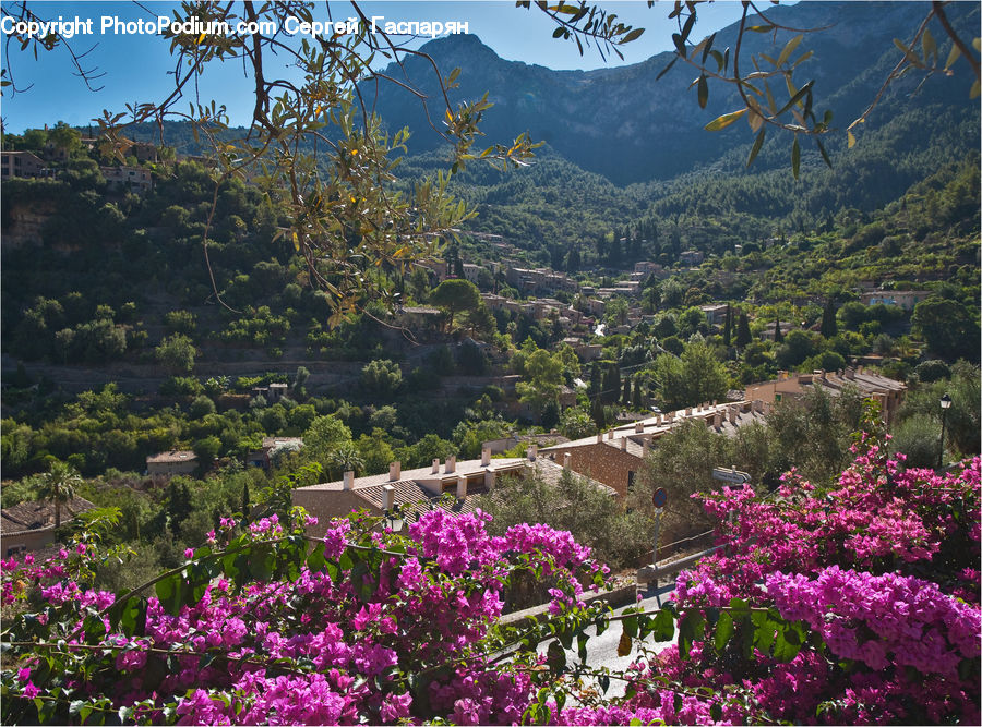 Garden, Blossom, Flora, Flower, Plant, Bush, Vegetation