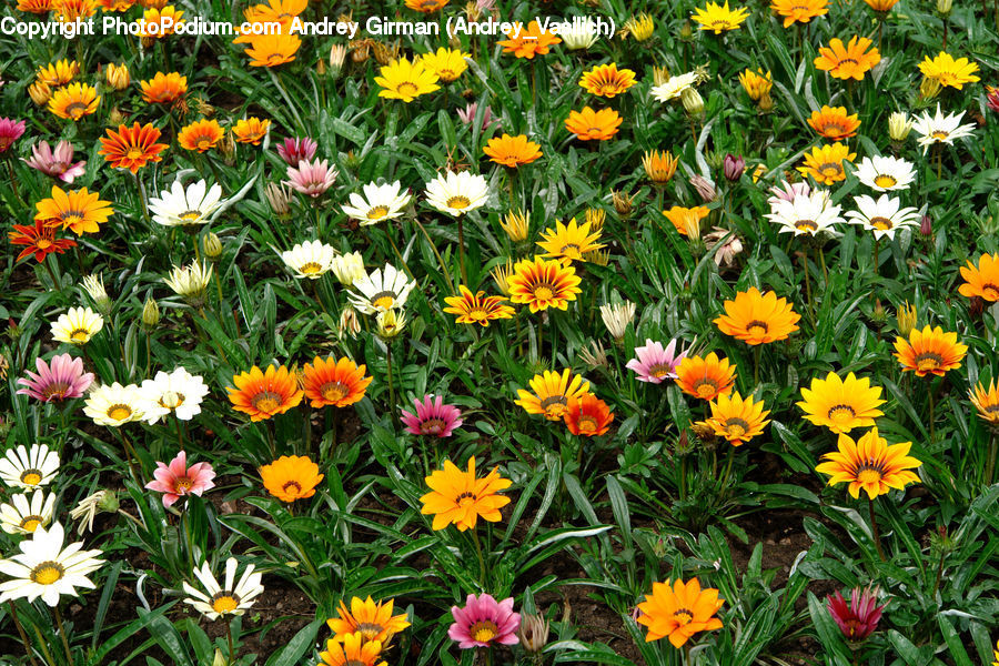 Flora, Flower, Plant, Treasure Flower, Blossom, Asteraceae, Tulip