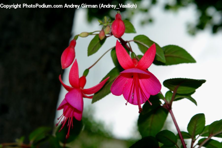 Blossom, Flora, Flower, Geranium, Plant, Vine, Flower Arrangement