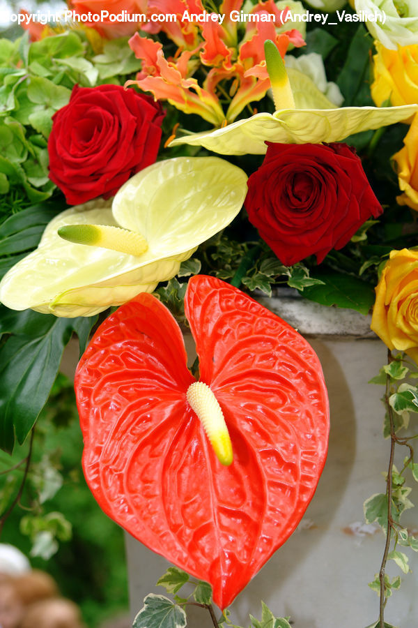 Flower, Flower Arrangement, Flower Bouquet, Blossom, Plant, Rose, Flora